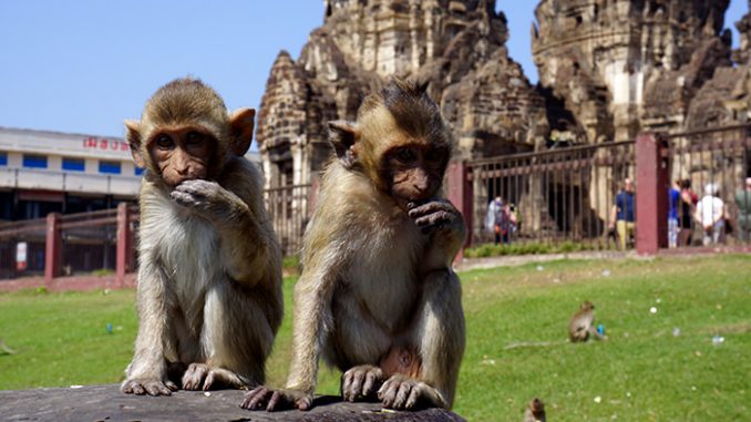 Thailande : Singe devant un temple a Lopburi